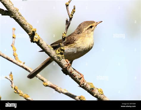 Detailed Close Up Of A Confident Willow Warbler Phylloscopus Trochilus