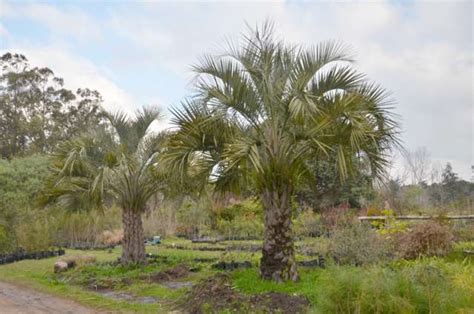 Venta de palmeras en uruguay pindó pindo butiá butia washingtonia