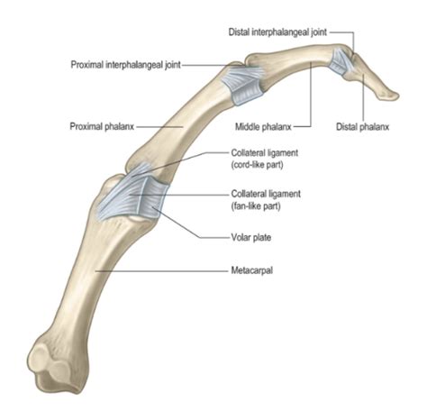 Stener Lesion Flashcards Quizlet