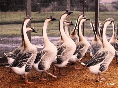 Brown Chinese Geese