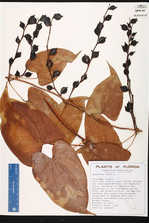 Dioscorea Alata Species Page Isb Atlas Of Florida Plants