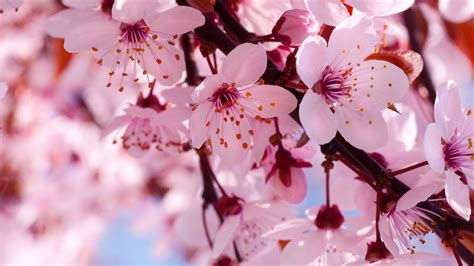 Fondos De Pantalla Flores De Primavera En Flor Rosa Flores De Cerezo