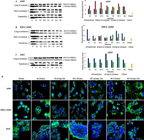 MUC16 Protein Expression In Cultured Cells After MUC16 Gene Editing