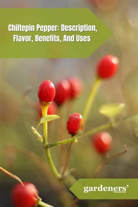 Chiltepin Pepper: Description, Flavor, Benefits, And Uses - Gardeners ...