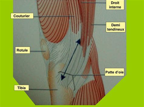 PPT Pathologie péri articulaire membre inférieur PowerPoint