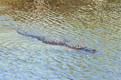 Alligator in the Everglades Stock Photo - Image of animal, outdoor ...