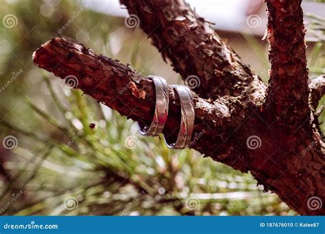 Wedding Rings Are A Symbol Of Eternal Love Stock Photo Image Of Green