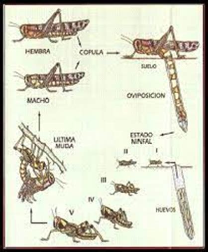 Langosta Centroamericana