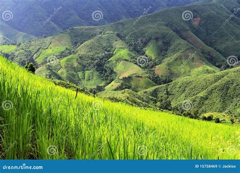 Beautiful Rice Field Stock Image Image Of Green Grass 15758469