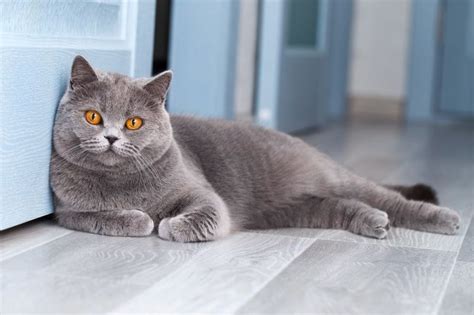 10 Lovable Short-Haired Cat Breeds - Cats.com