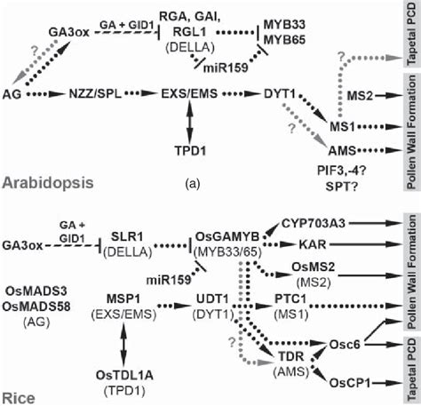 3 Gibberellin Regulation Of Arabidopsis Tapetum Development A And