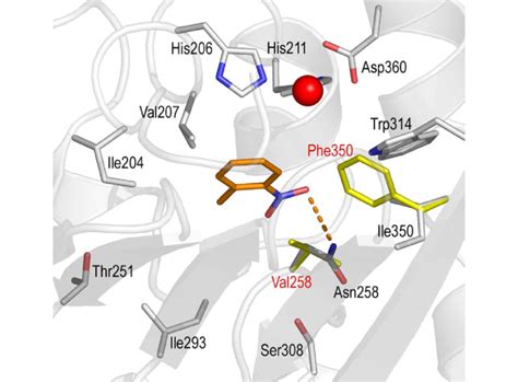 Homology Model Of The Active Site Of Ntdo With Nt Center Modeled In