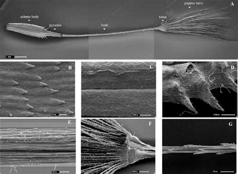 SEMs Of Achene Morphology Of Taraxacum Pieninicum A The Whole Fruit