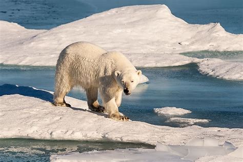 What are the Largest Bear Species? - WorldAtlas