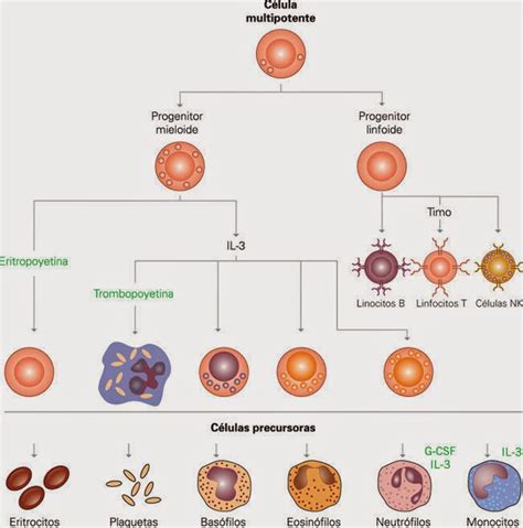 Fichero De Hematolog A Heber May N Leucopoyesis