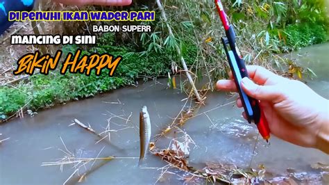 ASLI SUNGAI AIR SURUT Di Bawah Ranting Bambu Kering MANCING WADER