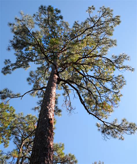 Natural Pine Tree