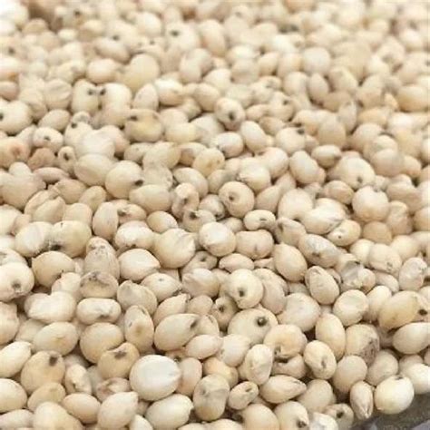 White Sorghum Sorghum White Manufacturer From Pune