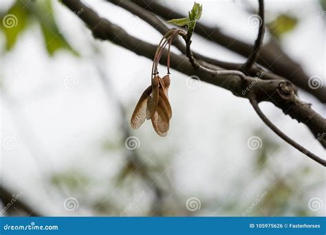 Red Maple Tree Seeds Still on the Tree. Stock Photo - Image of polynoses, february: 105975626