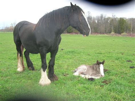 Hubbell Farm Blog: Oh sure, you want a shire horse. We know it.