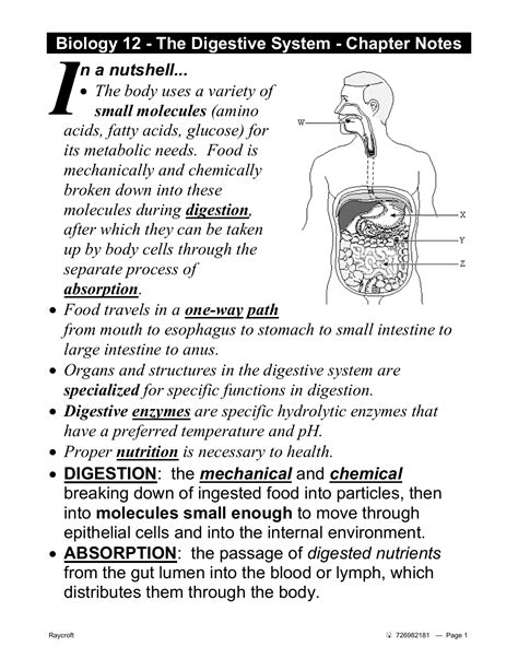 Notes Digestion Teacher