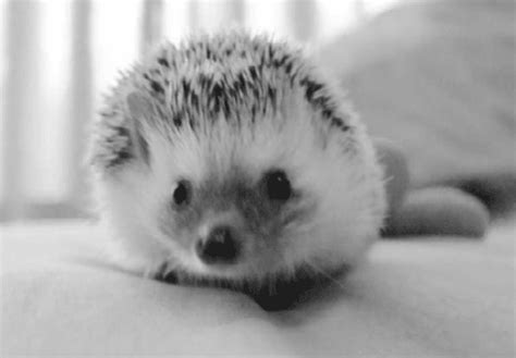 baby hedgehog on Tumblr