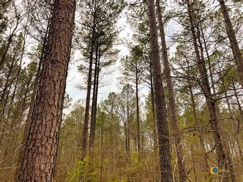 Lexington Oglethorpe County Ga Recreational Property Timberland