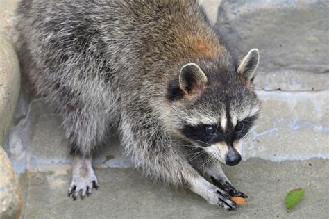 アライグマを見つけたときの対応とは被害を防ぐための予防策や駆除方法について解説 駆除の達人