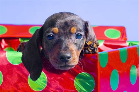 Dachshund Christmas Wallpaper For Desktop Wallpapersafari