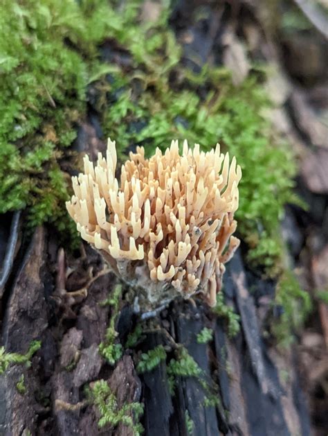 Coral Fungi From Liberty Township IN USA On September 9 2022 At 04