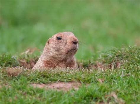 Ohio's Buckeye Chuck Makes 2024 Groundhog Day Prediction