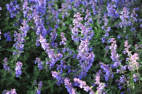 Six Hills Giant Catmint Plant Care And Growing Guide