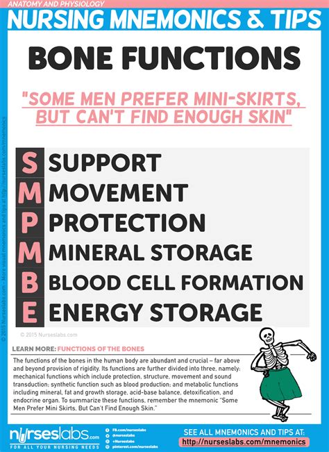 Nurseslabs — Anatomy And Physiology Nursing Mnemonics And Tips