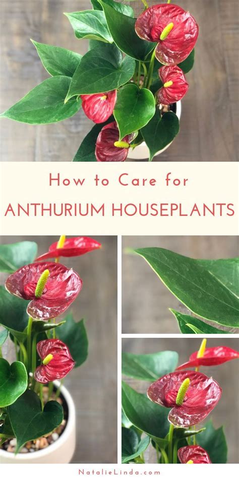 How To Take Care Of Anthurium Plants Indoors Natalie Linda