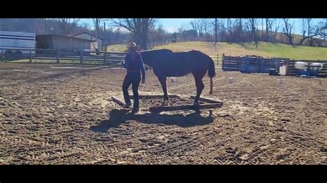 Stacie Widder And Jinglebob Liberty Obstacles Intermediate Youtube