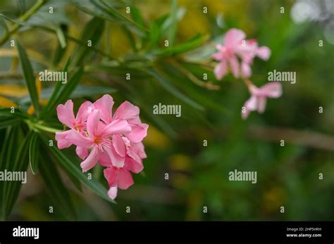 Photo Shows Exotic Flower That Grows On Caribbean Island In Dominican