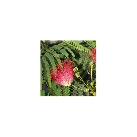 Albizia Julibrissin Rouge De Tuili Re Arbre Soie Rouge