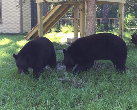 central florida zoo botanical gardens  central florida zoo