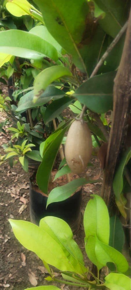 Full Sun Exposure Green Coconut Plant For Garden Alluvial Soil At Rs