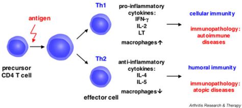 Differentiation Of Cd4 T Cells Into Specialized Th1 Or Open I