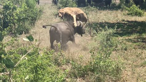 Wild Encounter Buffalo Flips Sleeping Lion Turning Predator Into Prey