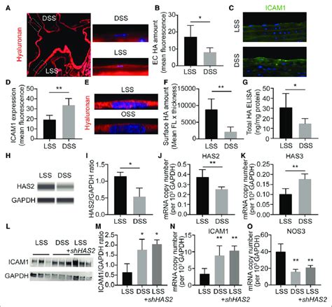 Laminar Shear Stress Is Associated With Increased Endothelial