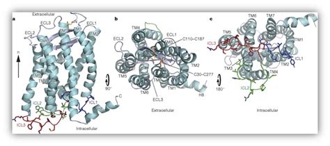 BioLegend Chemokines and Chemokine Receptors | Math methods, Biology ...