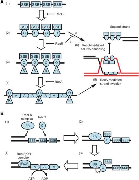 A Model For The Displacement Of Ssb By Reco Recr And Reca A