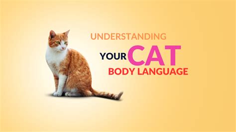 Understanding Your Cats Body Language