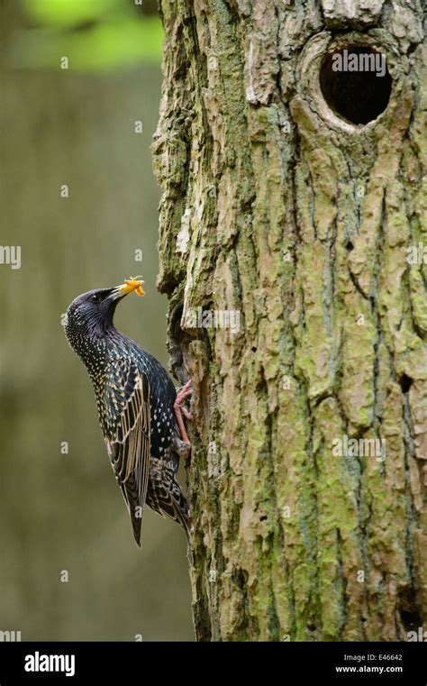 European starling nest hi-res stock photography and images - Alamy