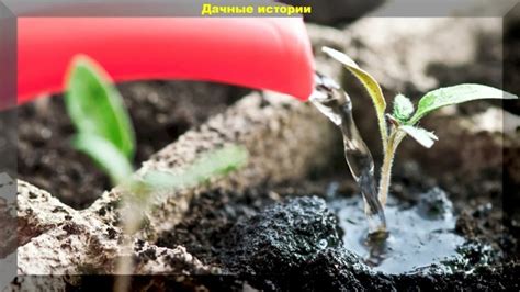 Вода для полива рассады. Не всякая вода одинаково подходит. Добрый день ...
