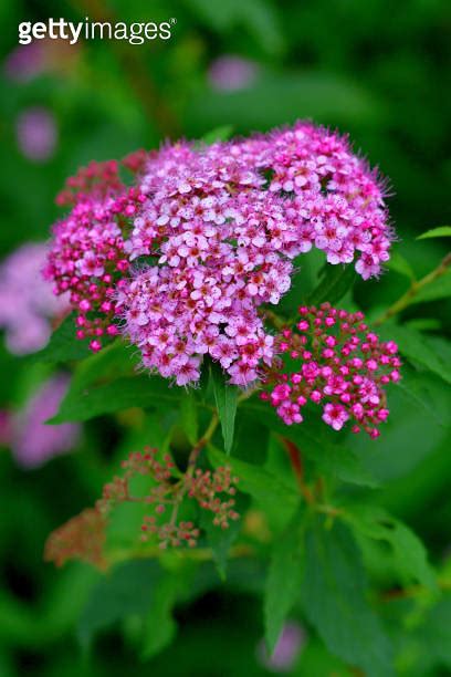 Spiraea japonica Japanese spirea Japanese meadowsweet 이미지