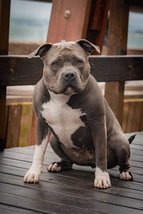 Ra A De Cachorro American Bully Destino Pet