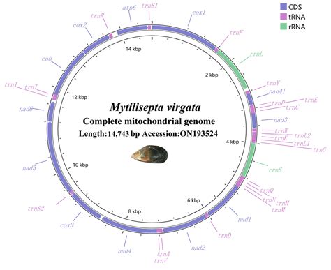 Genes Free Full Text The Complete Mitochondrial Genome Of